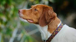 The 18 orange & white dog breeds: Brittany Dog Breed Information Facts Traits Pictures More