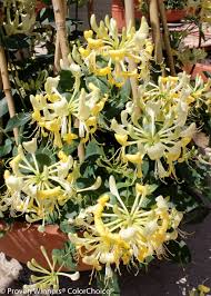 Image result for Lonicera