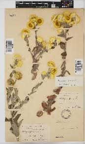 Image result for Helichrysum ellipticifolium