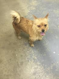 Photos From Bridgeport Animal Control Bridgeport Animal Control Support Facebook Animal Control Animals Norwich Terrier