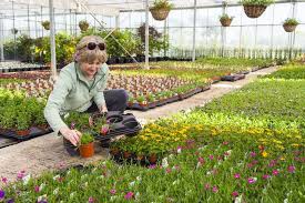 At the nursery, the profusion of colors and scents, varietals, and blooms can sometimes make even the most enthusiastic gardener a shrinking violet. Shopping The Garden Nursery Garden Tips And Strategies