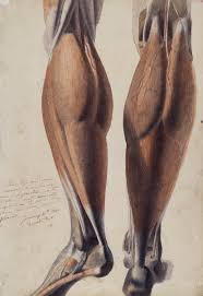 All the bones and muscles.specific apparatus targets specific muscles and in turn will strengthen the bones.a good gym shows you the pictures of what muscles get exersiced on the apparatus. Anatomical Drawing Showing The Muscles And Bones Of The Lower Leg Works Of Art Ra Collection Royal Academy Of Arts