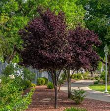 Sycamore trees trees for sale. Purple Pony Plum Tree Naturehills Com