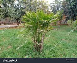 Image result for Chamaedorea cataractarum