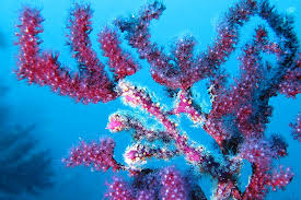 Image result for Solenangis clavata