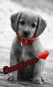 Buongiorno Amore Mio Foto 5 Immaginifacebook It Buongiorno Cucciolo Piu Simpatico Gattino Che Dorme