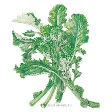 Broccoli raab is scientifically known as brassica rapa and it belongs to the brassicaceae family or commonly known as the cabbage family. Rapini Broccoli Raab Seeds Vegetables Botanical Interests