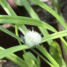 Image result for Kyllinga erecta