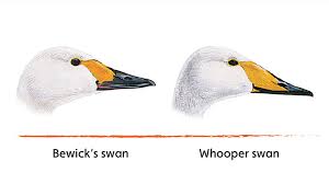 Изучайте релизы swans на discogs. Which Swan S Which How To Tell The Difference Between Swan Species Wwt