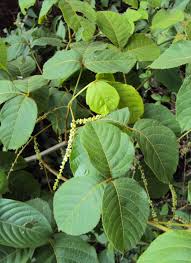 Image result for Allophylus