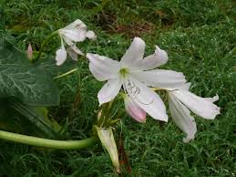 Image result for Crinum moorei