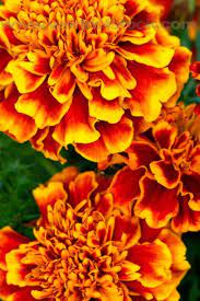 Calendula Herbal Facts Where To Buy Marigold Flower Extract Marigold Flower Flowers Mary Garden