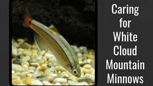 Mosquitofish bear live young and reproduce every three to four weeks. Fish Care White Cloud Mountain Minnows Pethelpful