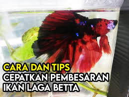 Kenali buih dan telur ikan laga. Cara Dan Tips Anak Ikan Betta Fry Supaya Cepat Besar Some Bullet For Your Head