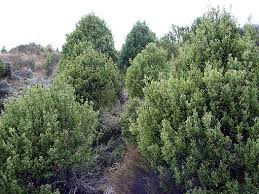 Image result for Phyllocladus