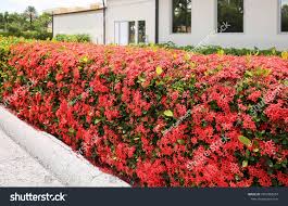 Image result for Ixora praetermissa