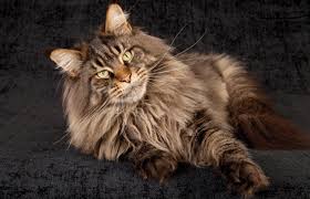 Berilah makanan sekelas super premiun; Apa Yang Anda Ketahui Tentang Kucing Maine Coon Hewan Peliharaan Dictio Community