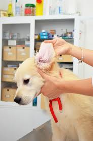 Ensure proper ear care for your loyal companion by regularly inspecting and cleaning its ears how should i clean my dog's ears if he has broken his skin from scratching? How To Clean Dog Ears Hill S Pet