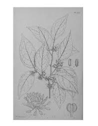 Image result for Callichilia orientalis