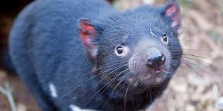 Tasmanian devils' life span in the wild is about seven to eight years. Tasmanian Devil Facts Information Monarto Safari Park