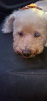 UPDATE: WE FOUND HER! We just bailed her out of puppy jail. She is free and 