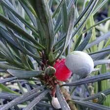 (786) 255 2832 ;podocarpus available in 3 gallon, 7 gallon, 15 gallon and 25 gallon. Podocarpus Macrophyllus Maki