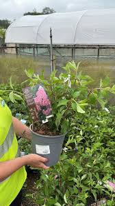 Image result for hydrangea paniculata vanille fraise