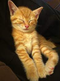 Changy My Ginger Tabby As A Kitten Tabby Kitten Tabby Cat Tabby Cat Pictures