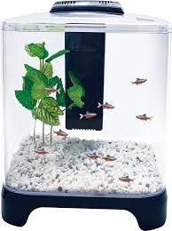 Bettas are extremely beautiful fish with long flowy fins and brilliant coloration. Penn Plax Betta Fish Tank Aquarium Kit With Led Light Internal Filter Desktop Size 1 5 Gallon Buy Online In China At China Desertcart Com Productid 47253427