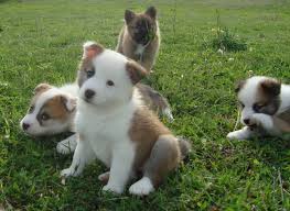 Advice from breed experts to make a safe choice. Icelandic Sheepdog Puppies Puppy Dog Gallery