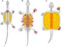 Turtles have a fairly good fossil record, as would be expected for animals with bony shells inhabiting aquatic and marine habitats, but the origins of the group remain poorly understood. Microanatomy Of The Stem Turtle Pappochelys Rosinae Indicates A Predominantly Fossorial Mode Of Life And Clarifies Early Steps In The Evolution Of The Shell Scientific Reports