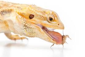 Check out our bearded dragon food selection for the very best in unique or custom, handmade pieces from our shops. Bearded Dragon Diet Lovetoknow