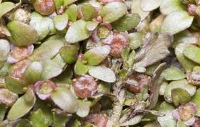 Image result for Elatine