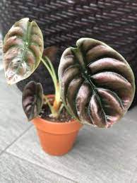 I haven't found firm information on how large this alocasia becomes. Alocasia Cuprea Image Number 1 All Credits To Gardenecia Alocasia Cuprea Alocasia Plant House Plants Indoor