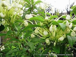 Image result for Clerodendrum incisum