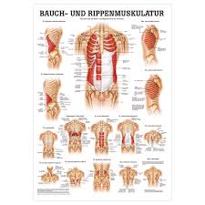 These muscles may be located anteriorly, posteriorly, and/or laterally. Poster Abdominal And Intercostal Muscles L X W 70x50 Cm Buy Online Sport Tec