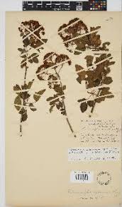 Image result for Heteromorpha involucrata
