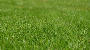Avantages et inconvénients par la suite sont apparus des gazons « sans remplissage », plus faciles à entretenir. La Pelouse Synthetique Une Bonne Idee Pour Votre Jardin Kayumanis
