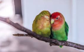 Gambar burung lovebird biola cantik youtube p yang ingin tahu ciri umum burung lovebird parblue standar hijau pastel blorok mp3 beserta gambar dan harga terbarunya silahkan baca disini lovebird. Download Sketsa Gambar Burung Lovebird Ini Jenis Jenisnya
