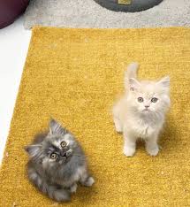 للبيع قطط شيرازيات العمر شهرين Kittens Cats Animals