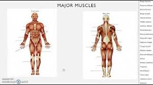 Related posts of muscles labeled front and back. A Level Pe Muscular System Youtube