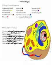 Animal cell coloring the answer key to the cell coloring worksheet is available at teachers pay teachers.payments help support biologycorner.com. Biologycorner Com Animal Cell Coloring Key Animal Cell In Color Page 1 Line 17qq Com Amazon Color Animals Coloring Book Perfectly Portable Corinnee Short