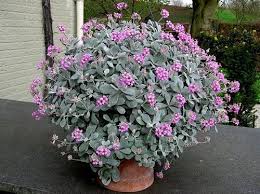 39 Really Beautiful Kalanchoe Varieties In 2020 Plants Succulents Plant Cuttings