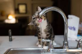 Thirdly, cats take much better care of themselves compared to dogs. 15 Reasons Why Cats Are Better Than Dogs Best Life
