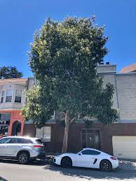 We did not find results for: San Francisco Trees