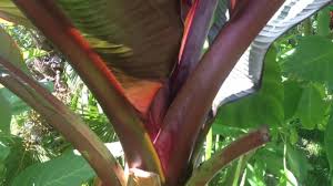 Growing banana tree in pots. Gardening Guide How To Grow Bananas The Red Abyssinian Banana Ensete Maurelii Banana Care Tips Youtube