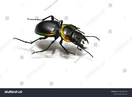 Image result for Mostuea batesii