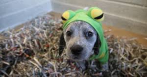 Find a pet to adopt. Zoopaws Atlanta S Pet Adoption Event Atlanta Humane Society