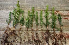At ty ty nursery, you will find a wide selection with hundreds of different varieties and types of fruit trees for home and commercial growing. Buy Affordable Tree Seedlings In Bulk Trees At Our Online Nursery Arbor Day Foundation Buy Trees Rain Forest Friendly Coffee Greeting Cards That Plant Trees Memorials And Celebrations With Trees And