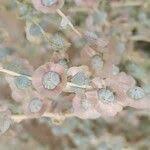 Image result for Caroxylon littoralis